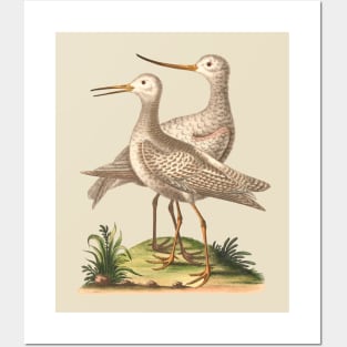 Pair of Birds Nature Illustration Posters and Art